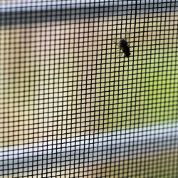 Fly Screen